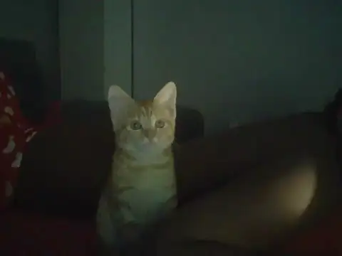 val5 online show from 01/17/26, 02:59