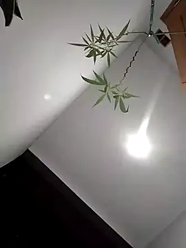 Dwirosebig online show from 12/04/25, 03:11