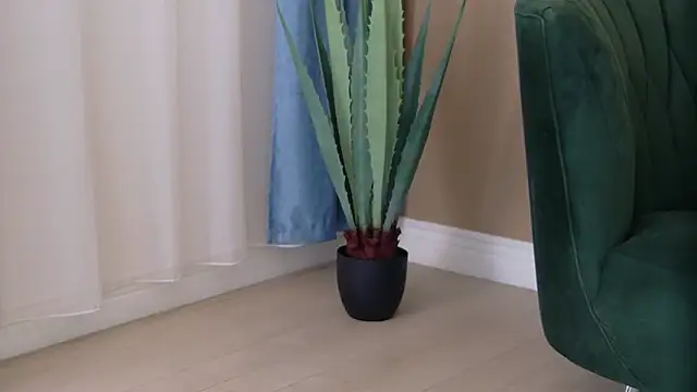 Bailey Rush online show from 11/25/25, 03:34