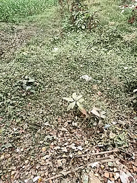 COUPLLE VILLAGE online show from 12/19/25, 03:21